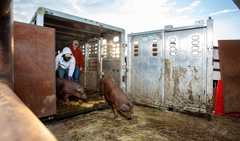 Barn/Unloading Area