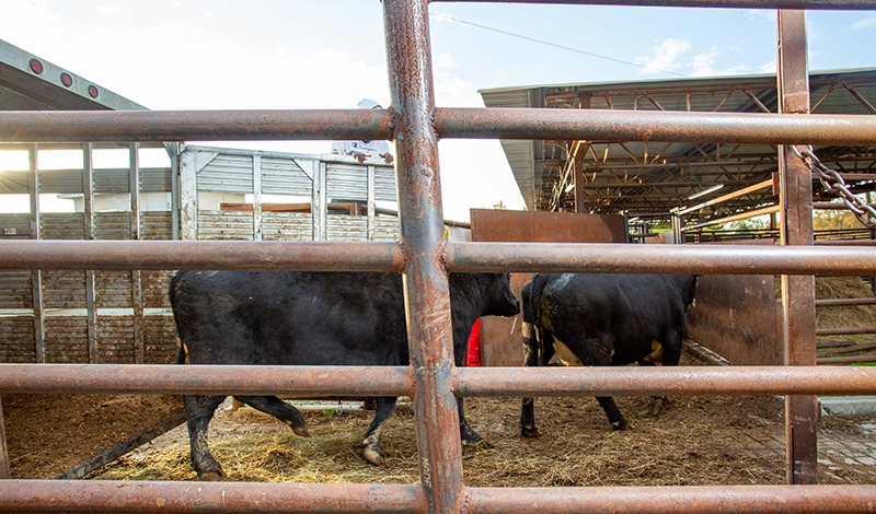 Barn/Unloading Area